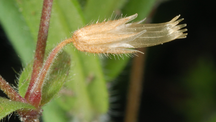 Capsule of Cerastium fontanum (Caryophyllaceae) Photo of a capsule of Cerastium fontanum (Caryophyllaceae), opening by teeth