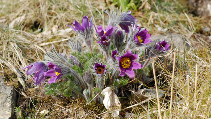 Pulsatilla vulgaris (Ranunculaceae) Photo of a flowering Pulsatilla vulgaris (Ranunculaceae)