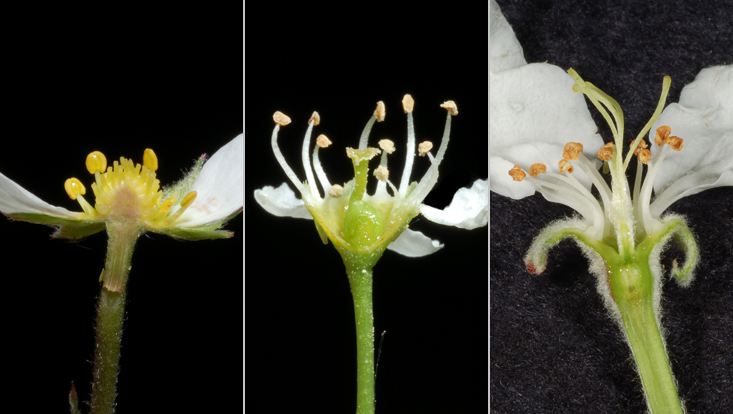 Gynoecium position in Rosaceae: superior (Fragaria moschata, left); in hypanthium (Prunus serotina, center); inferior (Malus domestica, right) Photos of the gynoecium position in Rosaceae: superior = flower hypogynous in Fragaria moschata (left); in hypanthium = flower perigynous in Prunus serotina (center); inferior = flower epigynous in Malus domestica (right)