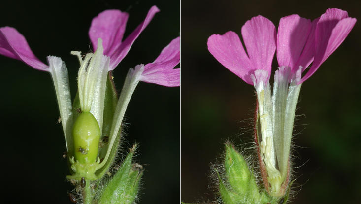 Flowers of Silene dioica (Caryophyllaceae): female (left) and male (right) Photos of flowers of Silene dioica (Caryophyllaceae), opened longitudinally: female flower (left) and male flower (right)