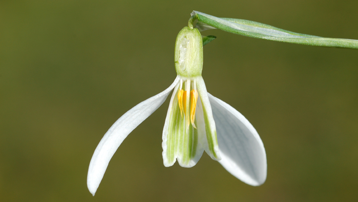Flower of Galanthus nivalis (Amaryllidaceae), longitudinal section Photo of a longitudinal section of a flower of Galanthus nivalis (Amaryllidaceae)