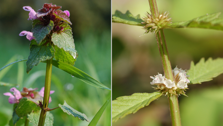 Vegetative characters of Lamiaceae Photos of the characteristic vegetative characters of Lamiaceae: quadrangular stems and opposite leaves, in Lamium purpureum (left) und Lycopus europaeus (right)