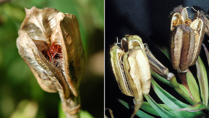 Fruits of Liliaceae: Tulipa gesneriana (left), Lilium regale (right) Photos of fruits of Liliaceae: Tulipa gesneriana (left), Lilium regale (right)