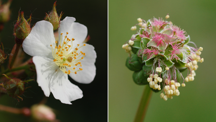 Rosaceae flowers: Rosa multiflora (left); capitulum of Sanguisorba minor (right) Photos of Rosaceae flowers: Rosa multiflora (left); capitulum of Sanguisorba minor (right)