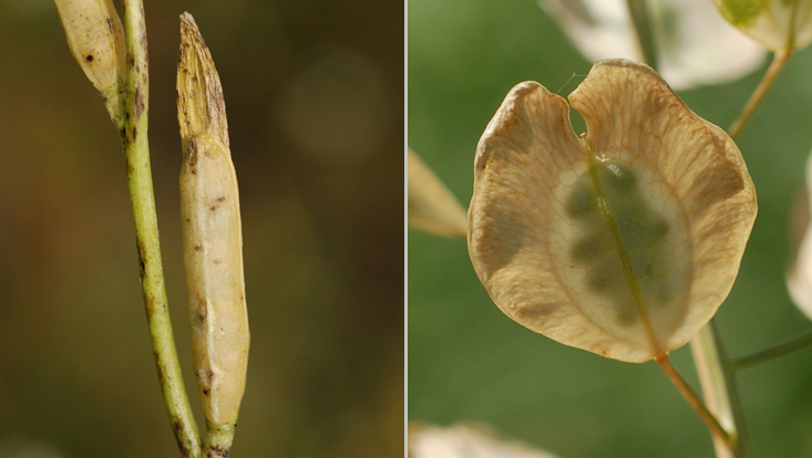 Fruits in Brassicaceae: Eruca sativa (left); Thlaspi arvense (right) Photos of fruits in Brassicaceae: Eruca sativa (left); Thlaspi arvense (right)