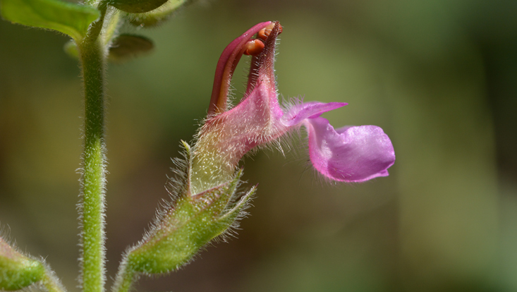 Flower of Teucrium chamaedrys (Lamiaceae) Photo of a flower of Teucrium chamaedrys (Lamiaceae), lateral view