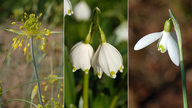 Inflorescences in Amaryllidaceae: Allium flavum (left); Leucojum vernum (center); Galanthus nivalis (right) Photos of inflorescences in Amaryllidaceae: many-flowered (pseudo-)umbel in Allium flavum (left); two-flowered umbel in Leucojum vernum (center); single flower in Galanthus nivalis (right)