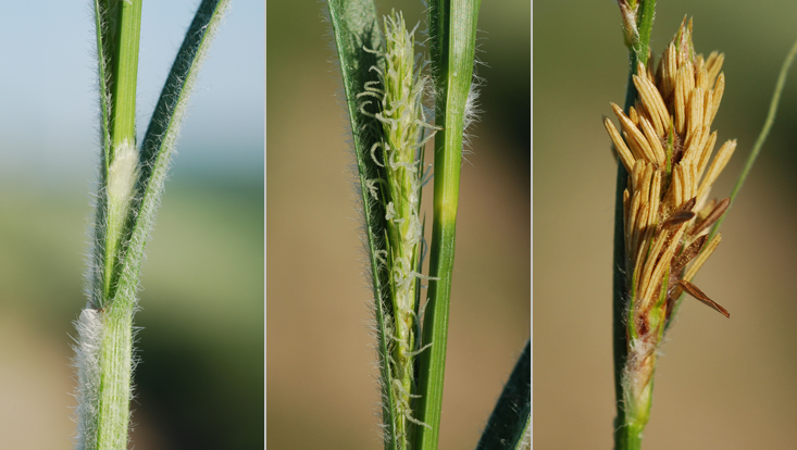 Details of Carex hirta (Cyperaceae) Photos of details of Carex hirta (Cyperaceae): culm with leaf sheaths (left); pistillate flowering spike (center); staminate flowering spike (right)