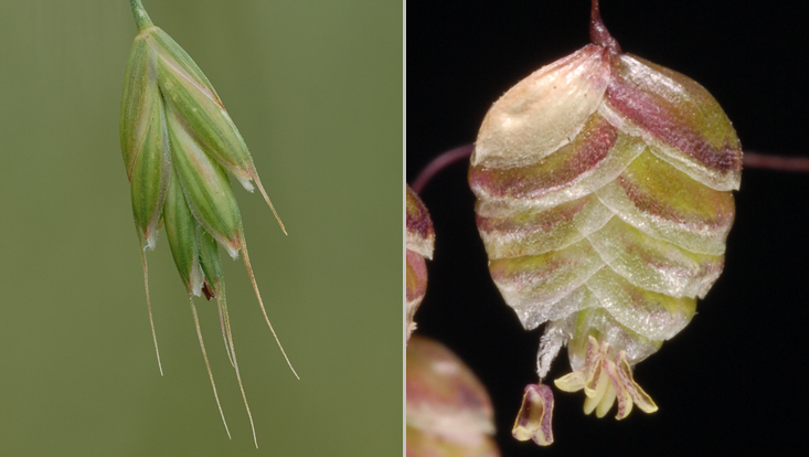 Poaceae spikelets: Bromus secalinus (left), Briza media (right) Photos of Poaceae spikelets: Bromus secalinus (left), Briza media (right)