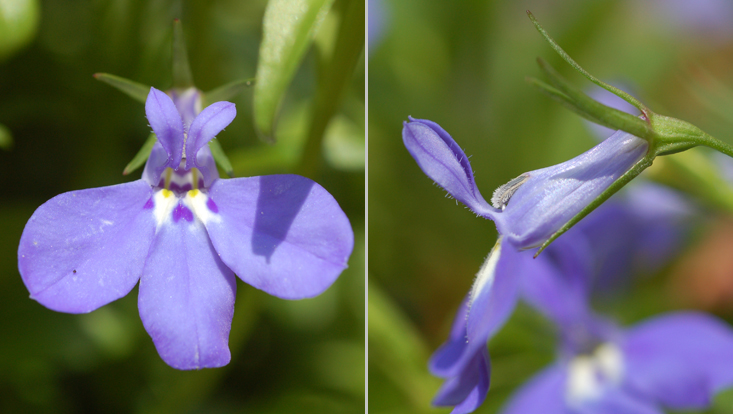 Flower of Lobelia erinus, frontal and lateral view Photos of a flower of Lobelia erinus, frontal view (left) and lateral view (right)