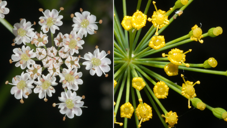 Flowers of Apiaceae: Carum carvi (left); Anethum graveolens (right) Photos of flowers of Apiaceae: Carum carvi (left); Anethum graveolens (right)