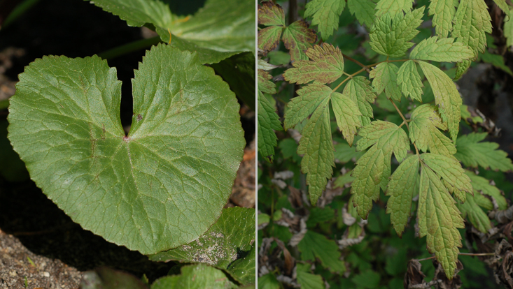 Leaves of Ranunculaceae: Caltha palustris (left); Actaea racemosa (right) Photos of leaves of Ranunculaceae: Caltha palustris (left); Actaea racemosa (right)