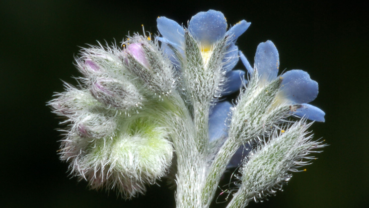 Tip of the scorpioid cyme of Myosotis arvensis (Boraginaceae) Photo of the tip of the scorpioid cyme of Myosotis arvensis (Boraginaceae)