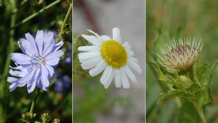 Capitula of Asteraceae: Cichorium intybus (left); Tripleurospermum maritimum (center); Cirsium oleraceum (right) Photos of capitula of Asteraceae: Cichorium intybus (left); Tripleurospermum maritimum (center); Cirsium oleraceum (right)