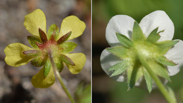 Rosaceae flowers with epicalyx: Potentilla neumanniana (left), Fragaria ananassa (right) Photos of Rosaceae flowers with epicalyx, seen from back side: Potentilla neumanniana (left), Fragaria ananassa (right)