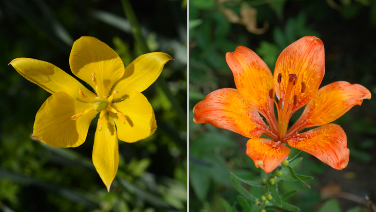 Flowers of Liliaceae: Tulipa sylvestris (left); Lilium bulbiferum (right) Photos of flowers of Liliaceae: Tulipa sylvestris (left); Lilium bulbiferum (right)