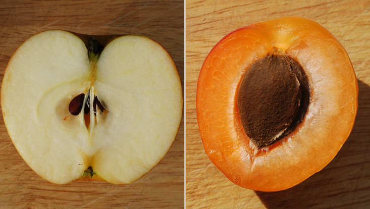 Longitudinal sections of fleshy fruits of Rosaceae: apple (Malus domestica, left); apricot (Prunus armeniaca, right) Photos of longitudinal sections of fleshy fruits of Rosaceae: apple (Malus domestica, left); apricot (Prunus armeniaca, right)