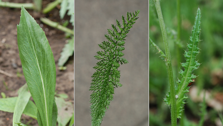 Leaves of Asteraceae: Scorzonera hispanica (left); Achillea millefolium (center); Cirsium dissectum (right) Photos of leaves of Asteraceae: Scorzonera hispanica (left); Achillea millefolium (center); Cirsium dissectum (right)