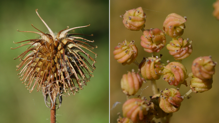 Special nutlets in Rosaceae: Geum urbanum (left); Filipendula ulmaria (right) Photos of special nutlets in Rosaceae: Geum urbanum (left), with styles acting as barbs; Filipendula ulmaria (right), with twisted nutlets