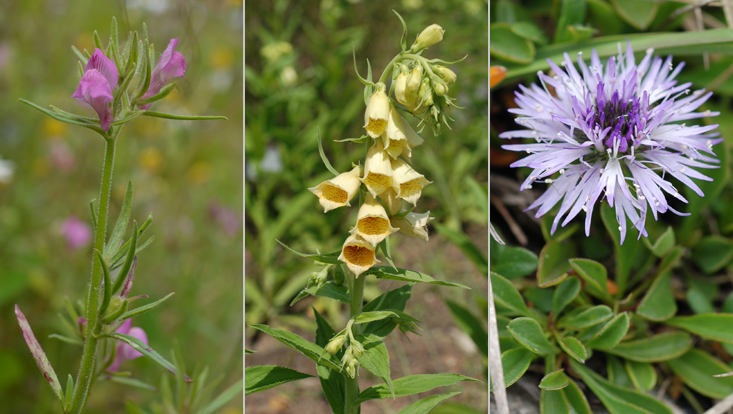 Flowering Plantaginaceae: Misopates orontium (left); Digitalis grandiflora (center); Globularia cordifolia (right) Photos of flowering Plantaginaceae: Misopates orontium (left); Digitalis grandiflora (center); Globularia cordifolia (right)