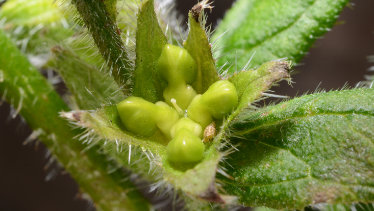 Immature fruit of Pentaglottis sempervirens (Boraginaceae) Photo of an immature fruit of Pentaglottis sempervirens (Boraginaceae)