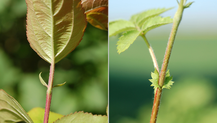 Leaf bases of Rosaceae, with stipules: Malus spec. (left); Sorbus aucuparia (right) Photos of leaf bases Rosaceae, with stipules: Malus spec. (left); Sorbus aucuparia (right)