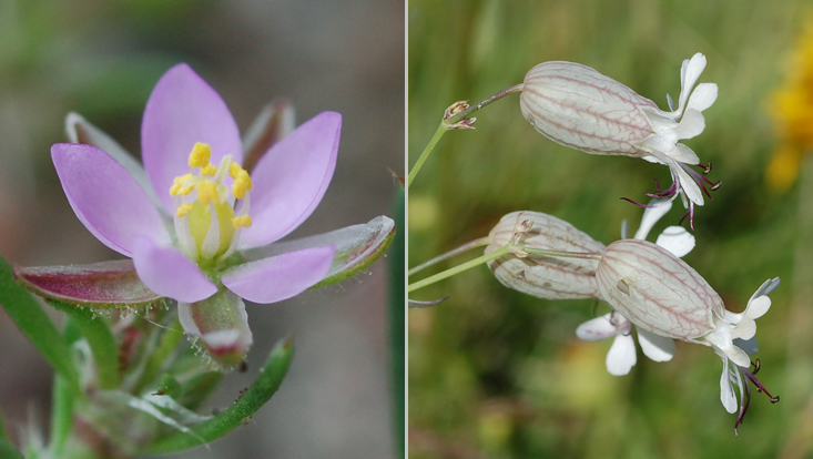 Caryophyllaceae flowers: Spergularia rubra (left); Silene vulgaris (right) Photos of Caryophyllaceae flowers: Spergularia rubra (left), with free sepals; Silene vulgaris (right), with fused sepals