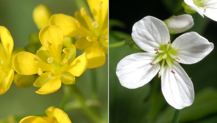 Flowers in Brassicaceae: Rorippa sylvestris (left); Cardamine amara (right) Photos of flowers in Brassicaceae: Rorippa sylvestris (left); Cardamine amara (right)
