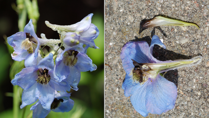Delphinium elatum (Ranunculaceae): tip of a partial inflorescence (left); longitudinal section of a flower (right) Photos of flowers of Delphinium elatum (Ranunculaceae): tip of a partial inflorescence (left); longitudinal section of a flower (right)