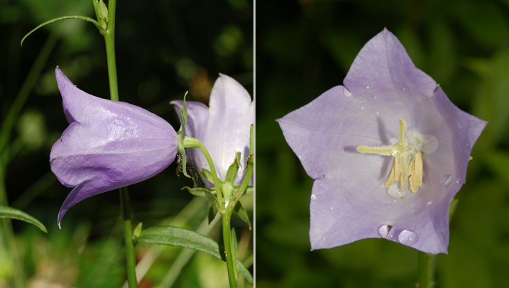 Flowers of Campanula persicifolia; lateral view (left) and frontal view (right) Photos of flowers of Campanula persicifolia; lateral view (left) and frontal view (right)