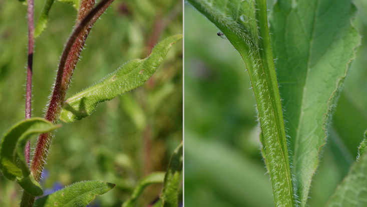 Indument in Boraginaceae: Achusa azurea (left); Symphytum officinale (right) Photos of the indument in Boraginaceae: Achusa azurea (left); Symphytum officinale (right)