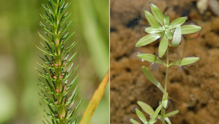 Aquatic plants in the Plantaginaceae: Hippuris vulgaris (left), Callitriche spec. (right) Photos of aquatic plants in the Plantaginaceae: Hippuris vulgaris (left), Callitriche spec. (right)