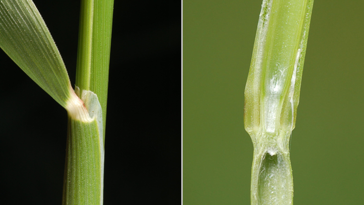 Vegetative characters of Alopecurus pratensis (Poaceae) Photos of vegetative characters of Alopecurus pratensis (Poaceae): upper end of a leaf sheath, with ligula (left); longitudinal section of a culm, with a node (right)