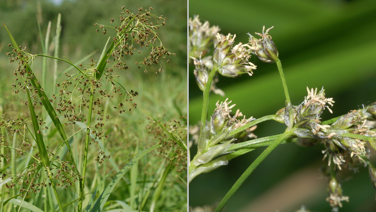 Scirpus silvaticus (Cyperaceae): entire inflorescence (left) and detail (right) Photos of Scirpus silvaticus (Cyperaceae): entire inflorescence (left) and detail (right)