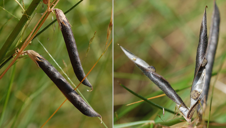 Legumes of Vicia sativa (Fabaceae): still closed (left); dehisced (right) Photos of fruits (legumes) of Vicia sativa (Fabaceae): mature but still closed (left); dehisced (right)
