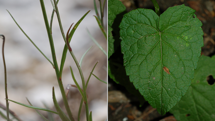 Leaves in Campanulaceae: Campanula rotundifolia (left); Phyteuma spicatum (right) Photos of leaves in Campanulaceae: Campanula rotundifolia (left); Phyteuma spicatum (right)