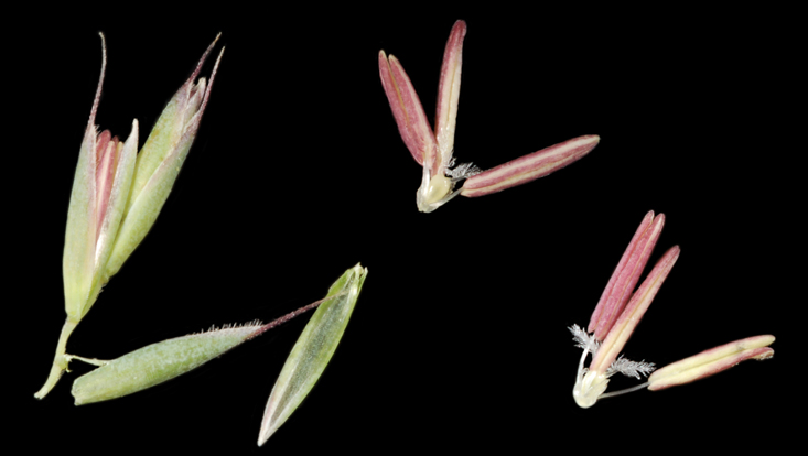 Spikelet and flower parts of Festuca rubra (Poaceae) Photo of spikelet and flower parts of Festuca rubra (Poaceae)