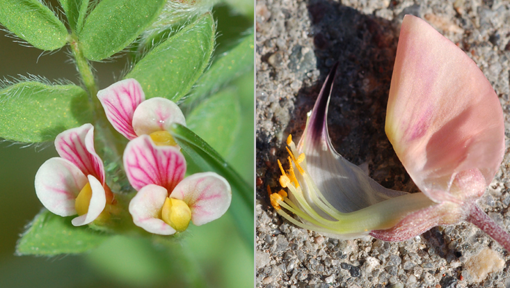 Flowers of Fabaceae: Ornithopus perpusillus (left); Lupinus polyphyllus (right), wings and half of the keel removed Photos of flowers of Fabaceae: Ornithopus perpusillus (left); Lupinus polyphyllus (right), wings and half of the keel removed