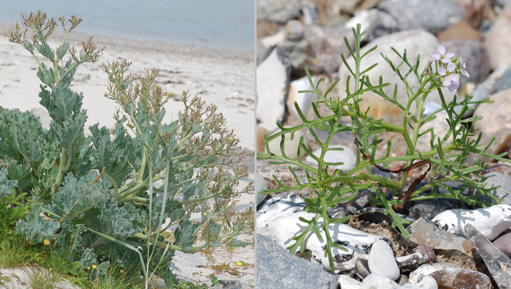 Halophytic Brassicaceae: Crambe maritima (left); Cakile maritima (right) Photos of halophytic Brassicaceae: Crambe maritima (left); Cakile maritima (right)