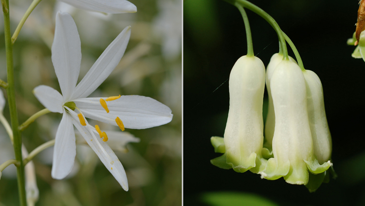 Flowers of Asparagaceae: Anthericum liliago (left); Polygonatum multiflorum (right) Photos of flowers of Asparagaceae: Anthericum liliago (left), with free tepals; Polygonatum multiflorum (right), with fused tepals