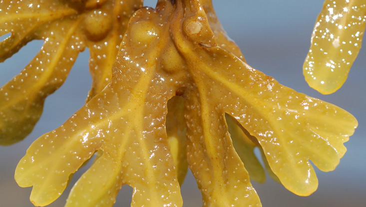 Bladderwrack, Fucus vesiculosus (brown algae, Phaeophyceae) Photo of bladderwrack, Fucus vesiculosus (brown algae, Phaeophyceae)