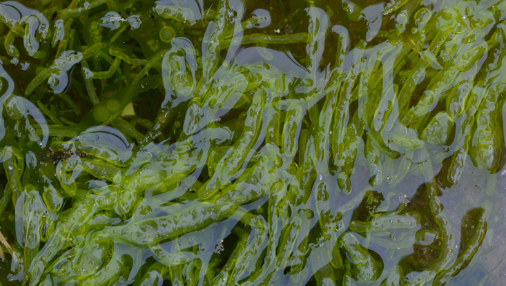 Green alga Ulva intestinalis Photo of the green alga Ulva intestinalis