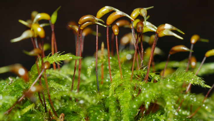 Moss with sporogones Photo of a moss with sporogones