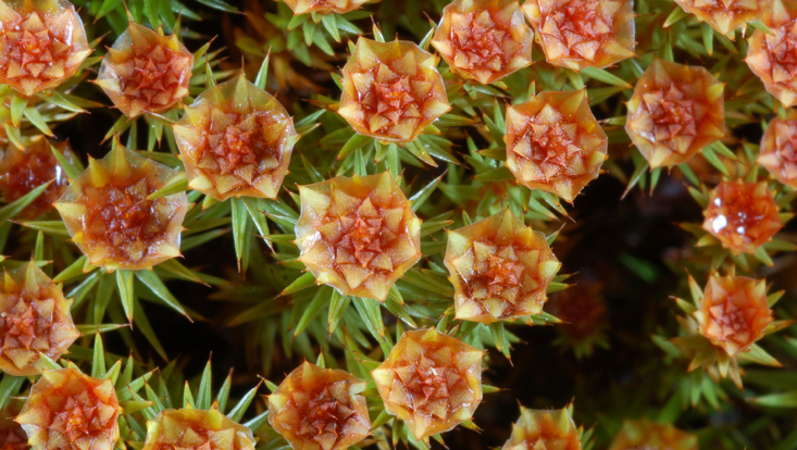 Antheridial heads of Polytrichum Photo of antheridial heads of Polytrichum
