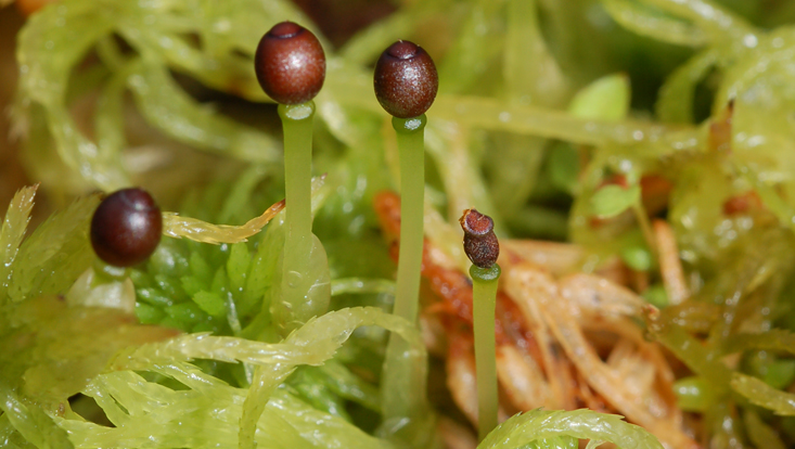 Peat moss (Sphagnum spec.) with sporogones Photo a peat moss (Sphagnum spec.) with sporogones
