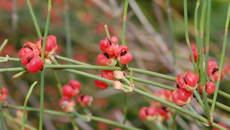 Branches of Ephedra distachya with seed between fleshy scales Photo of branches of Ephedra distachya with seed between fleshy scales