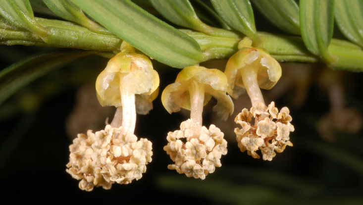 Branch of the common yew (Taxus baccata) with male flowering cones Photo of a branch of the common yew (Taxus baccata) with male flowering cones