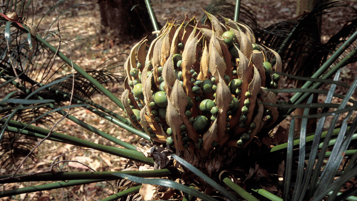 Tip of a stem of Cycas circinalis, with megasporophylls Photo of the tip of a stem of Cycas circinalis, with megasporophylls