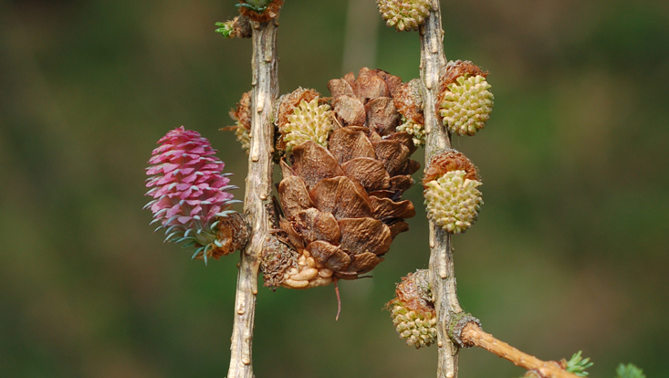 Branches of European larch (Larix decidua), with ovulate cone, seed cone and pollen cones Photo of branches of European larch (Larix decidua), with ovulate cone, seed cone and pollen cones