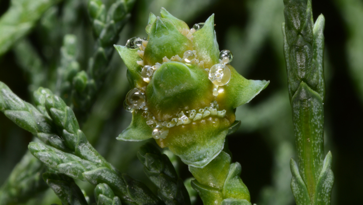 Ovulate cone of a cypress (Cupressus), with pollination droplets Photo of an ovulate cone of a cypress (Cupressus), with pollination droplets